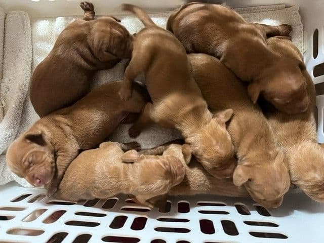 Vizsla Puppies breeder image 1