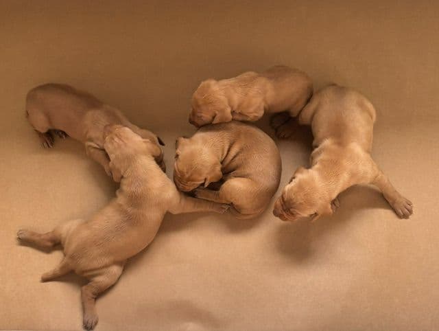 Vizsla Puppies media 3