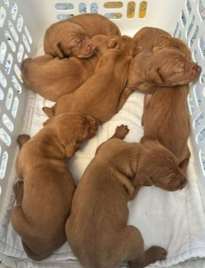 Vizsla Puppies media 2