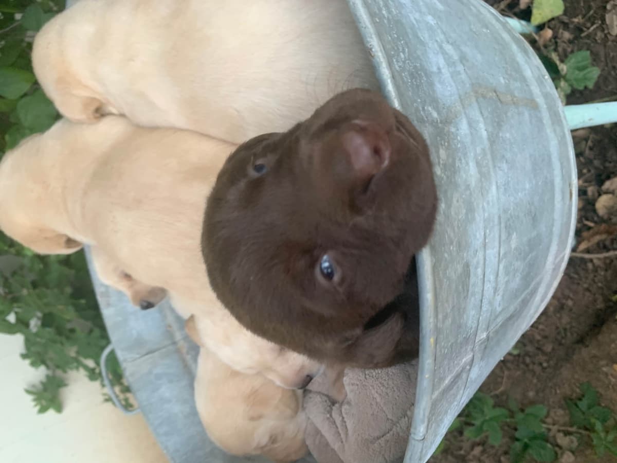 Labrador Retriever Puppies breeder image 1