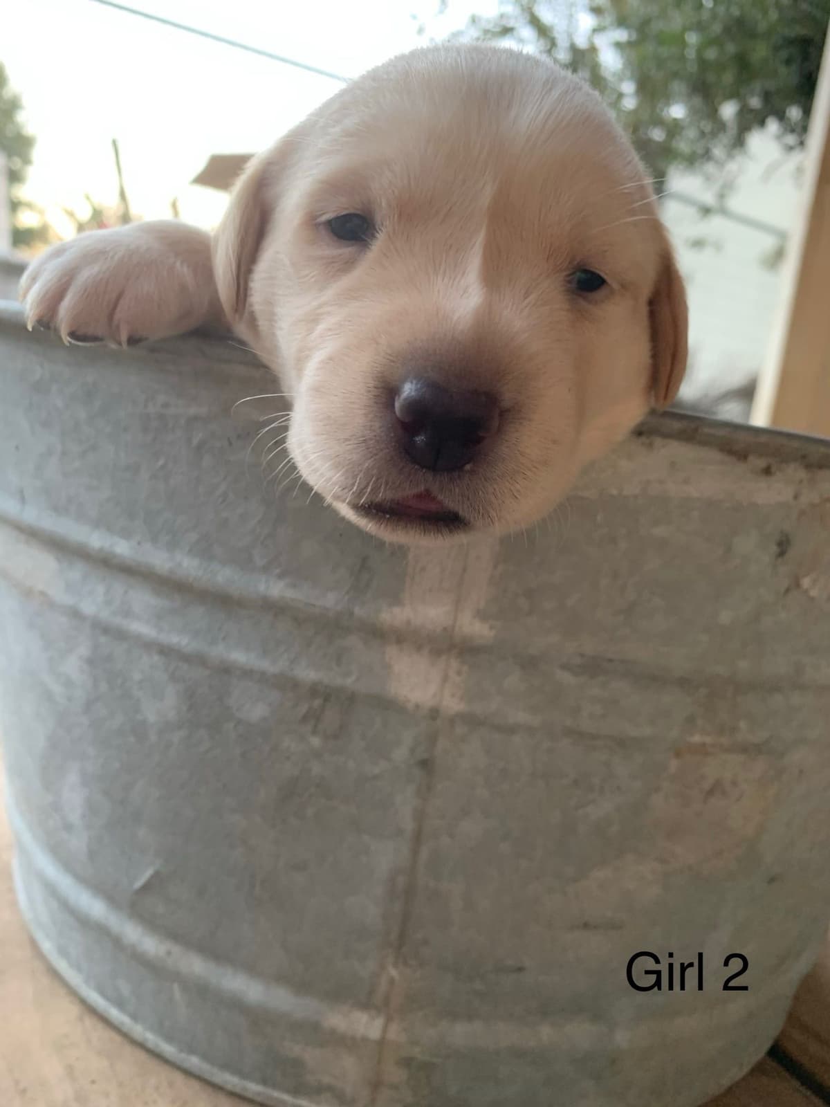 Labrador Retriever Puppies breeder image 2