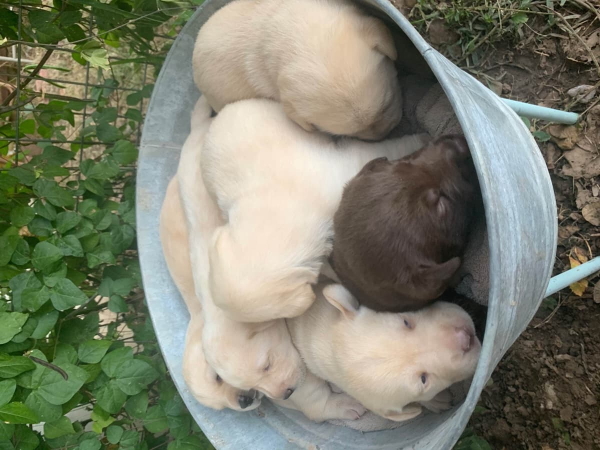 Labrador Retriever Puppies breeder image 3