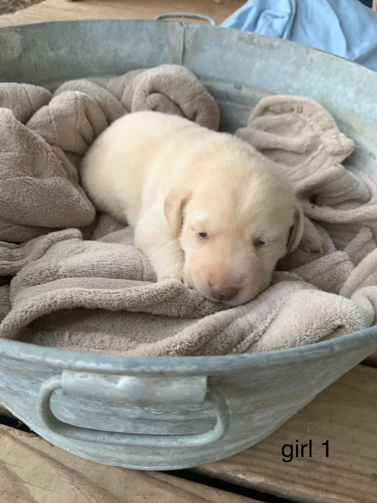 Labrador Retriever Puppies breeder image 4