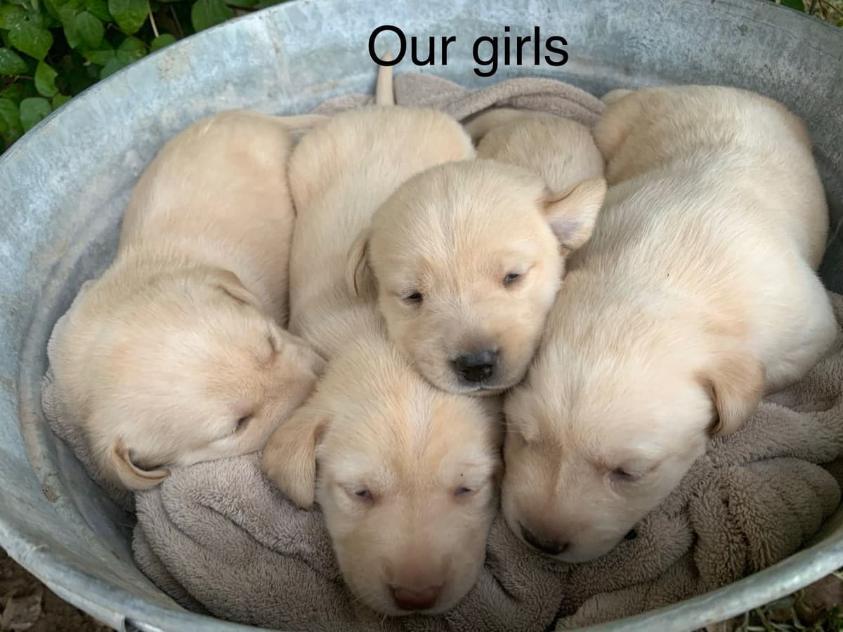Labrador Retriever Puppies breeder image 5