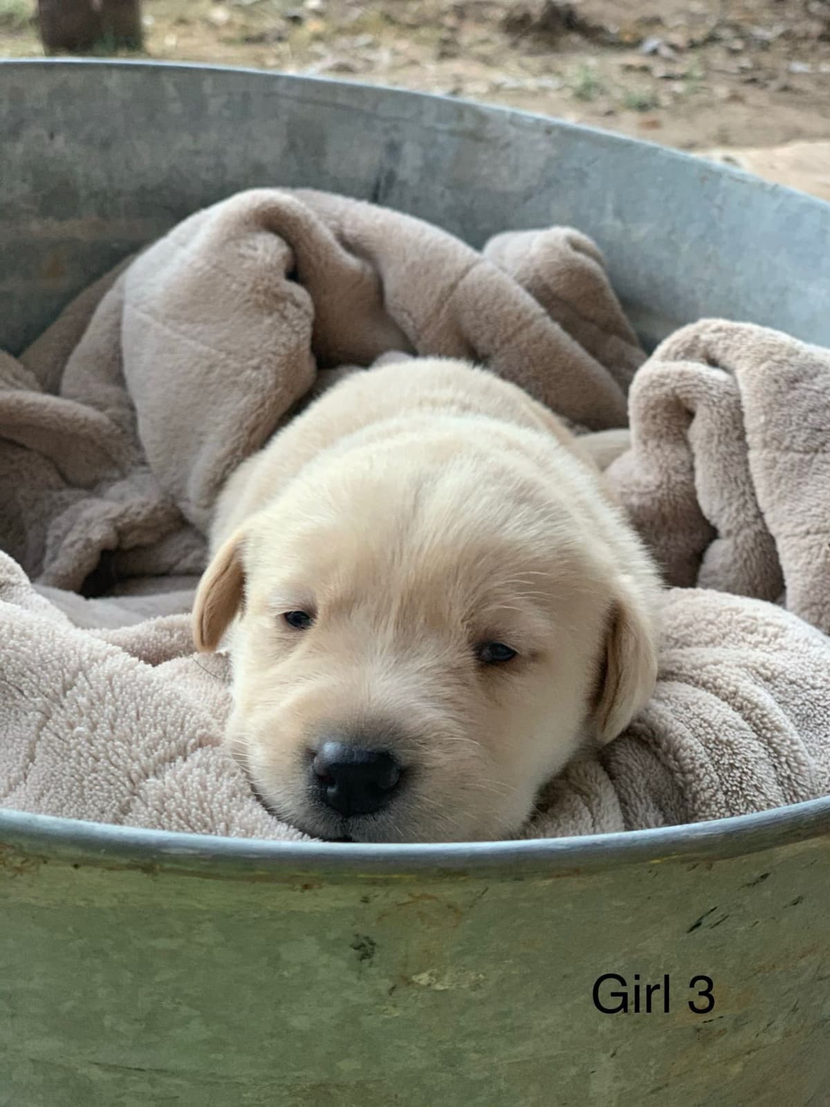 Labrador Retriever Puppies breeder image 6