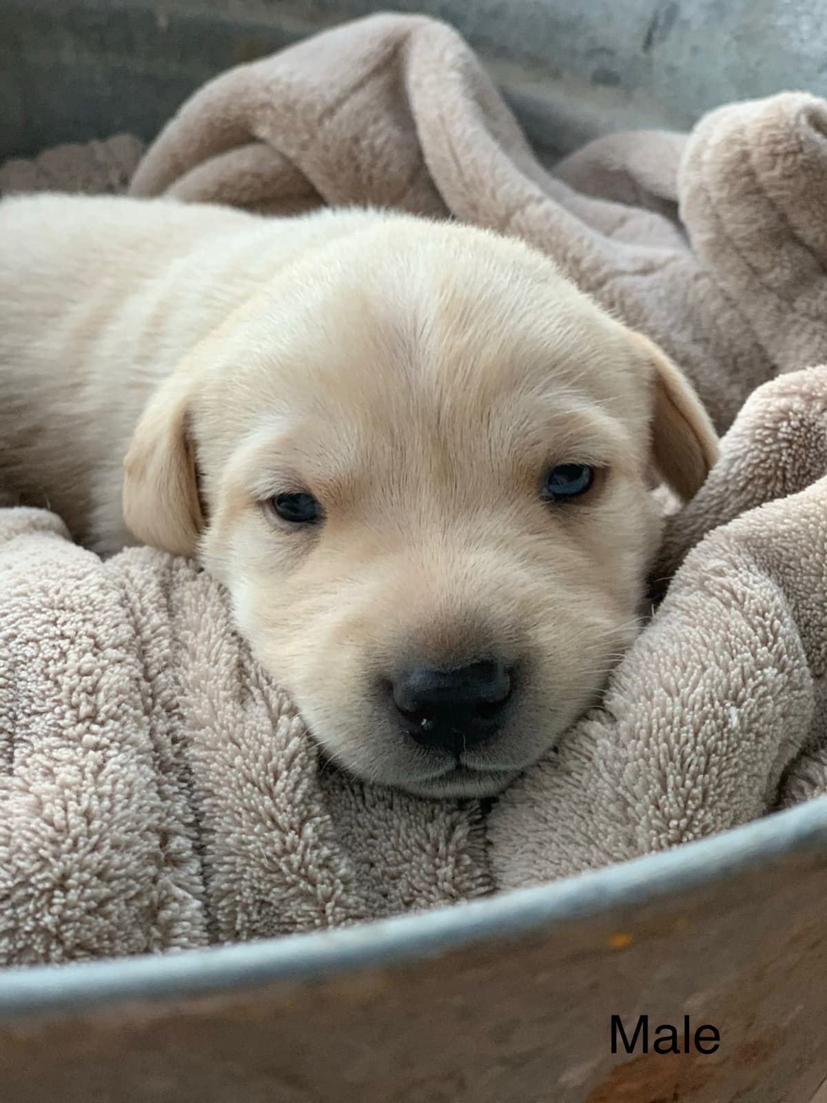 Labrador Retriever Puppies breeder image 7