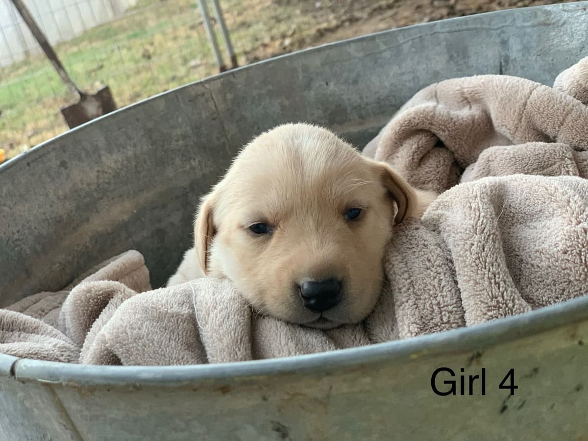 Labrador Retriever Puppies breeder image 8