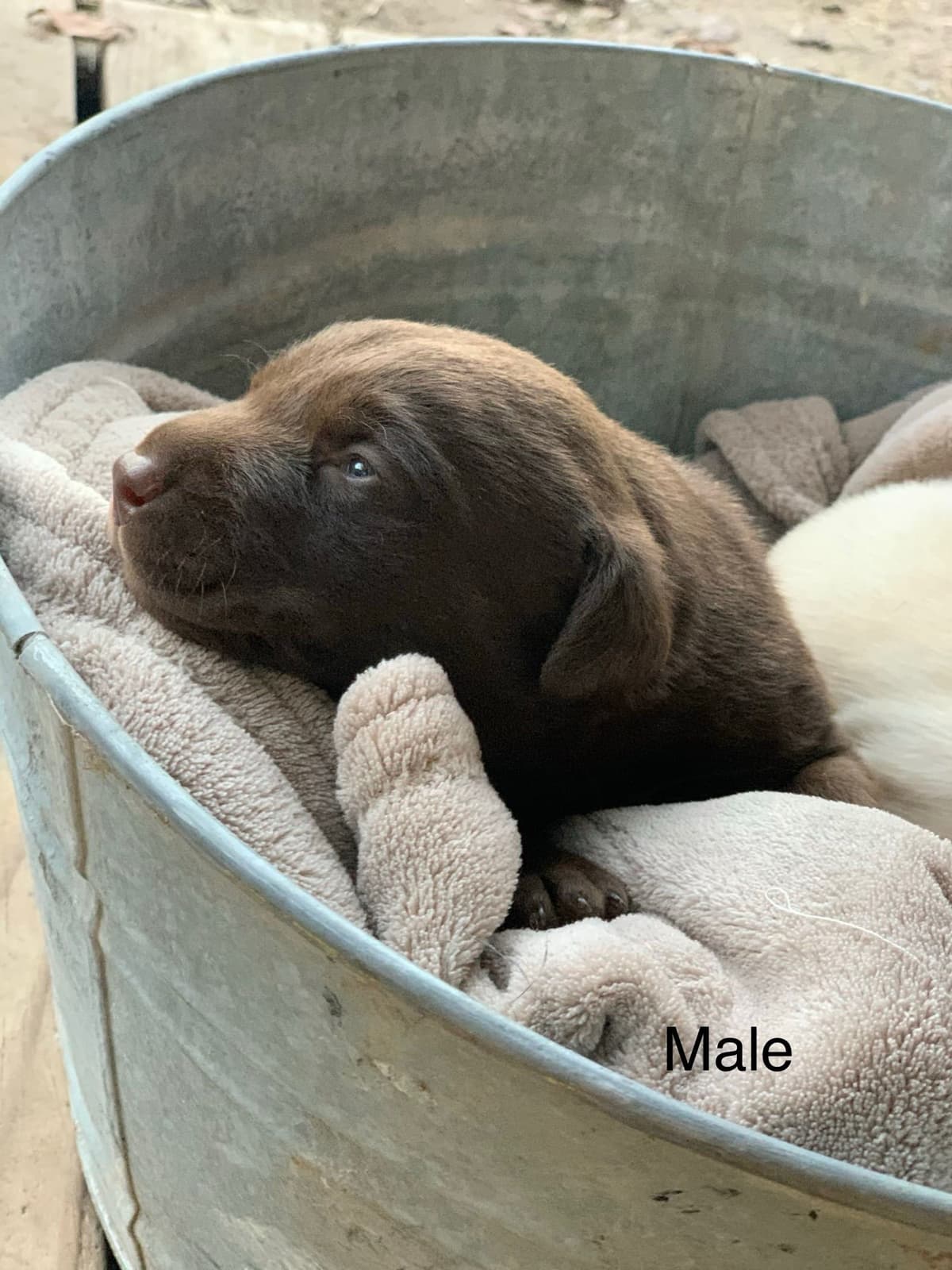 Labrador Retriever Puppies breeder image 9