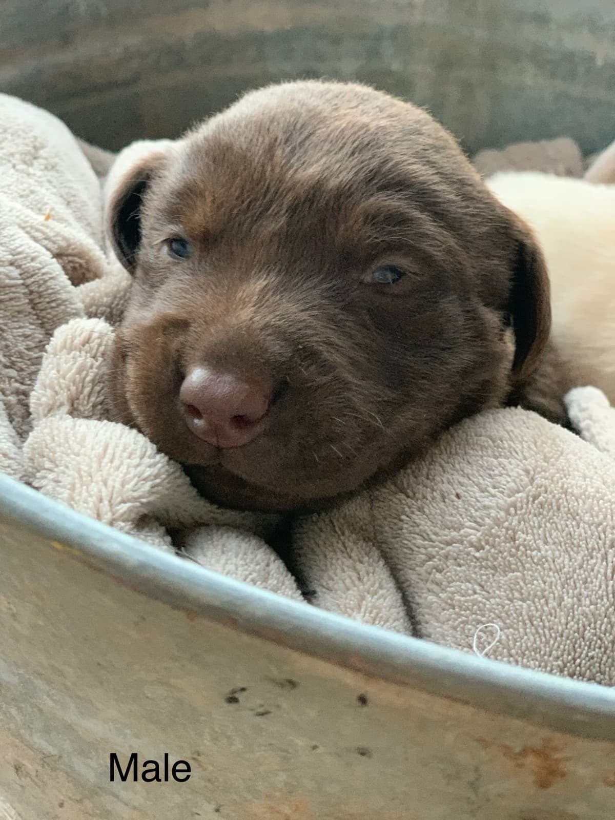 Labrador Retriever Puppies breeder image 10