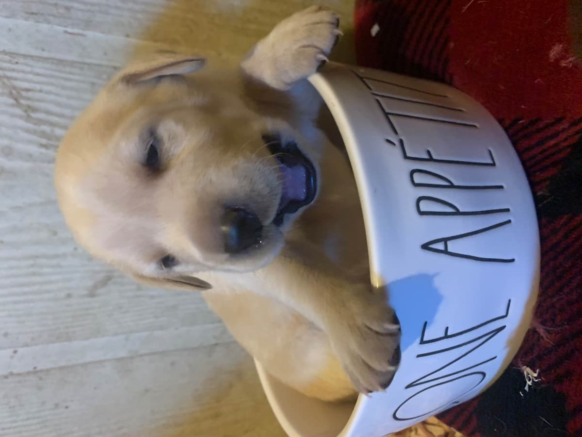 Labrador Retriever Puppies breeder image 14
