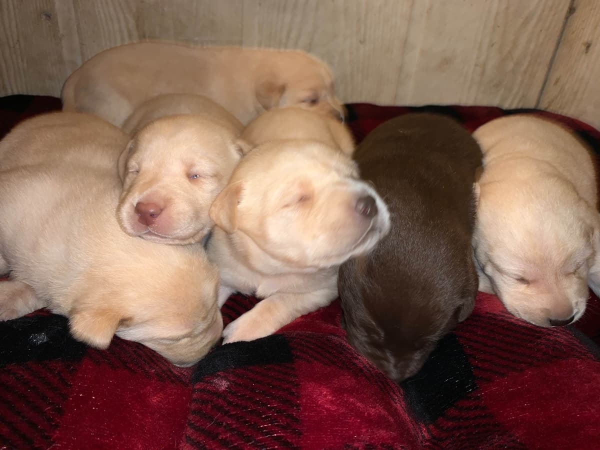 Labrador Retriever Puppies breeder image 16