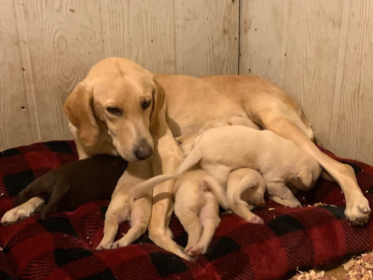 Labrador Retriever Puppies breeder image 17