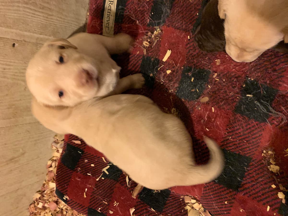 Labrador Retriever Puppies breeder image 18