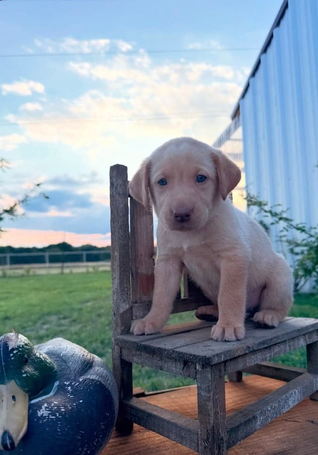 Labrador Retriever Puppies media 2