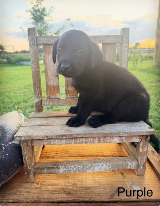 Labrador Retriever Puppies media 3