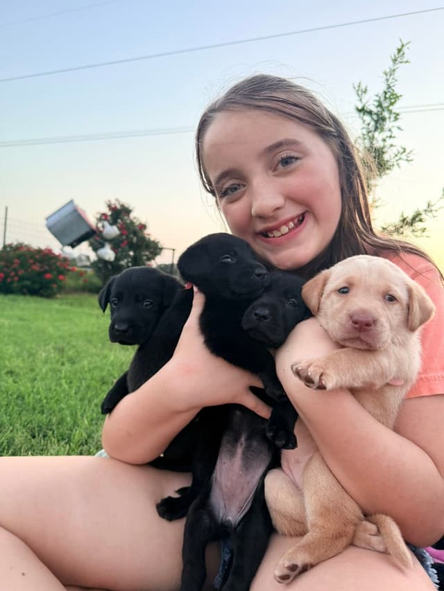 Labrador Retriever Puppies media 6
