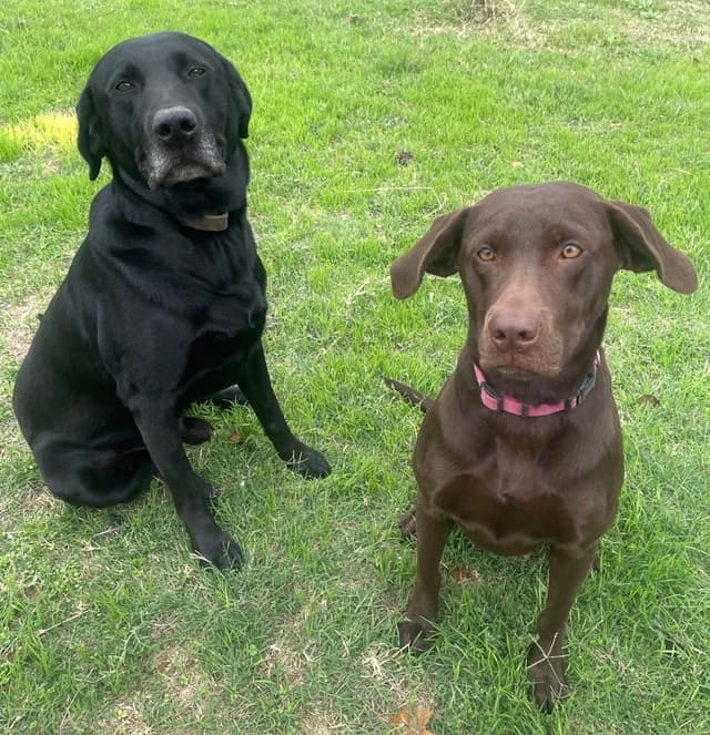 Labrador Retriever Puppies media 8
