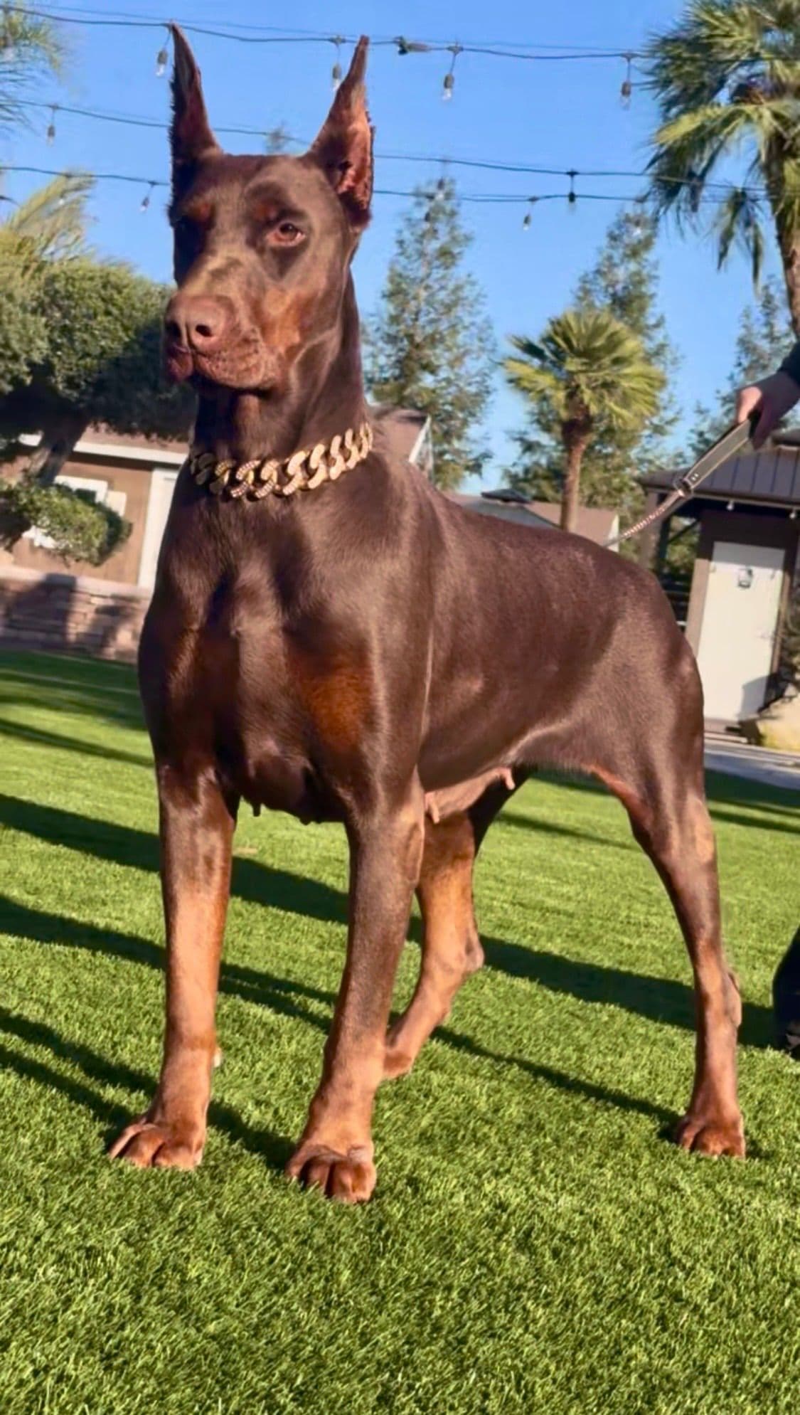 Doberman Pinscher Puppies breeder image 6