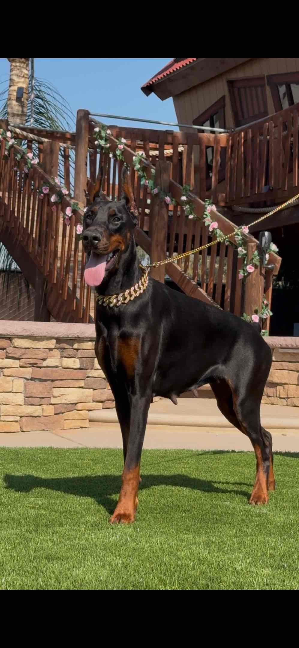 Doberman Pinscher Puppies breeder image 7