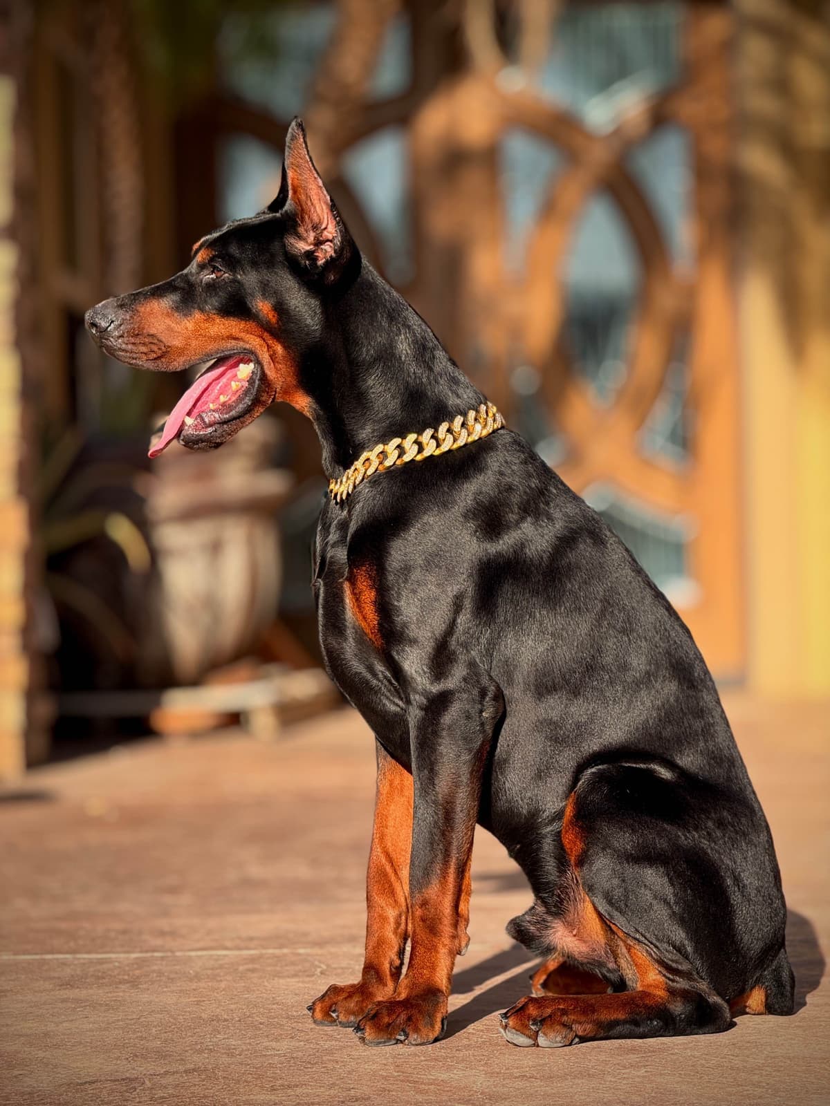 Doberman Pinscher Puppies breeder image 8