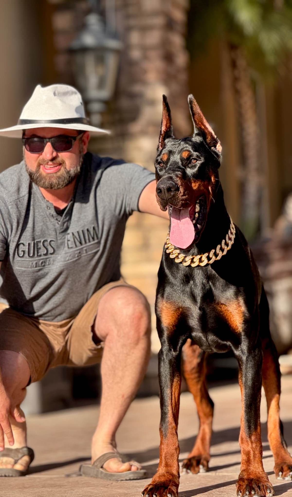 Doberman Pinscher Puppies breeder image 1
