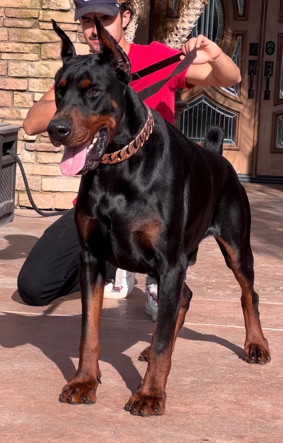 Doberman Pinscher Puppies breeder image 3