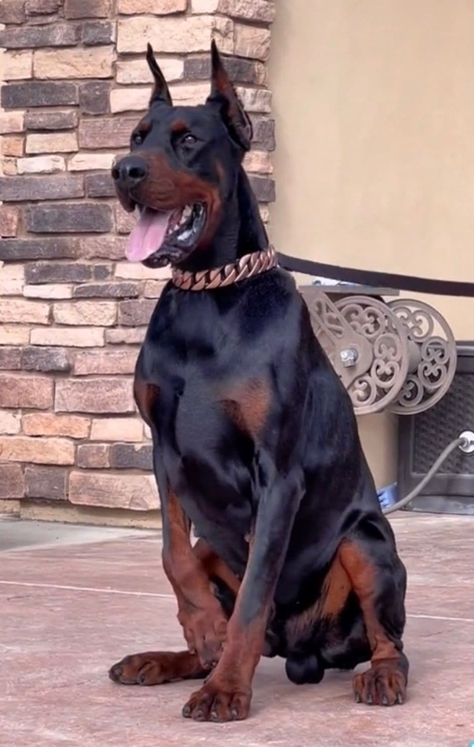 Doberman Pinscher Puppies breeder image 9