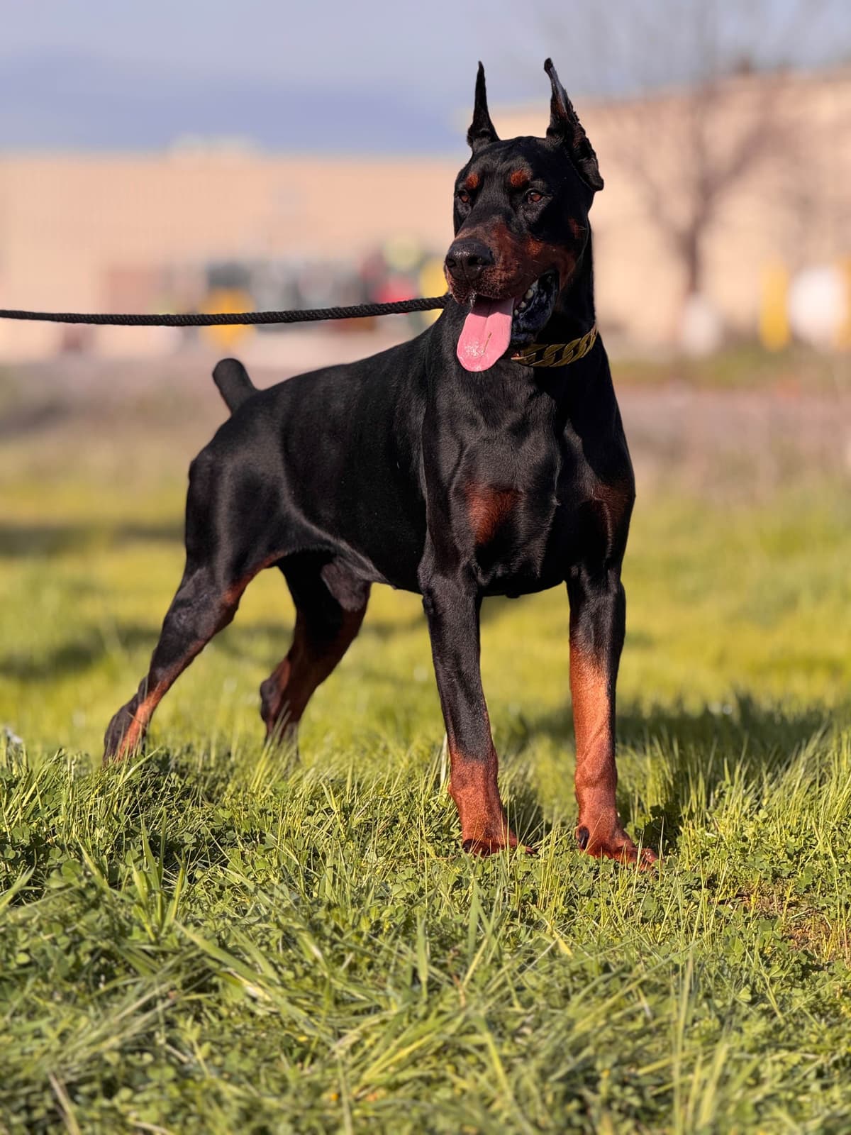 Doberman Pinscher Puppies breeder image 10