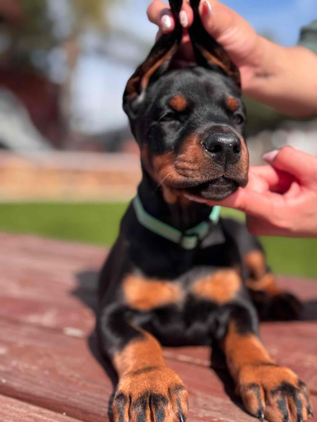 Doberman Pinscher Puppies breeder image 12