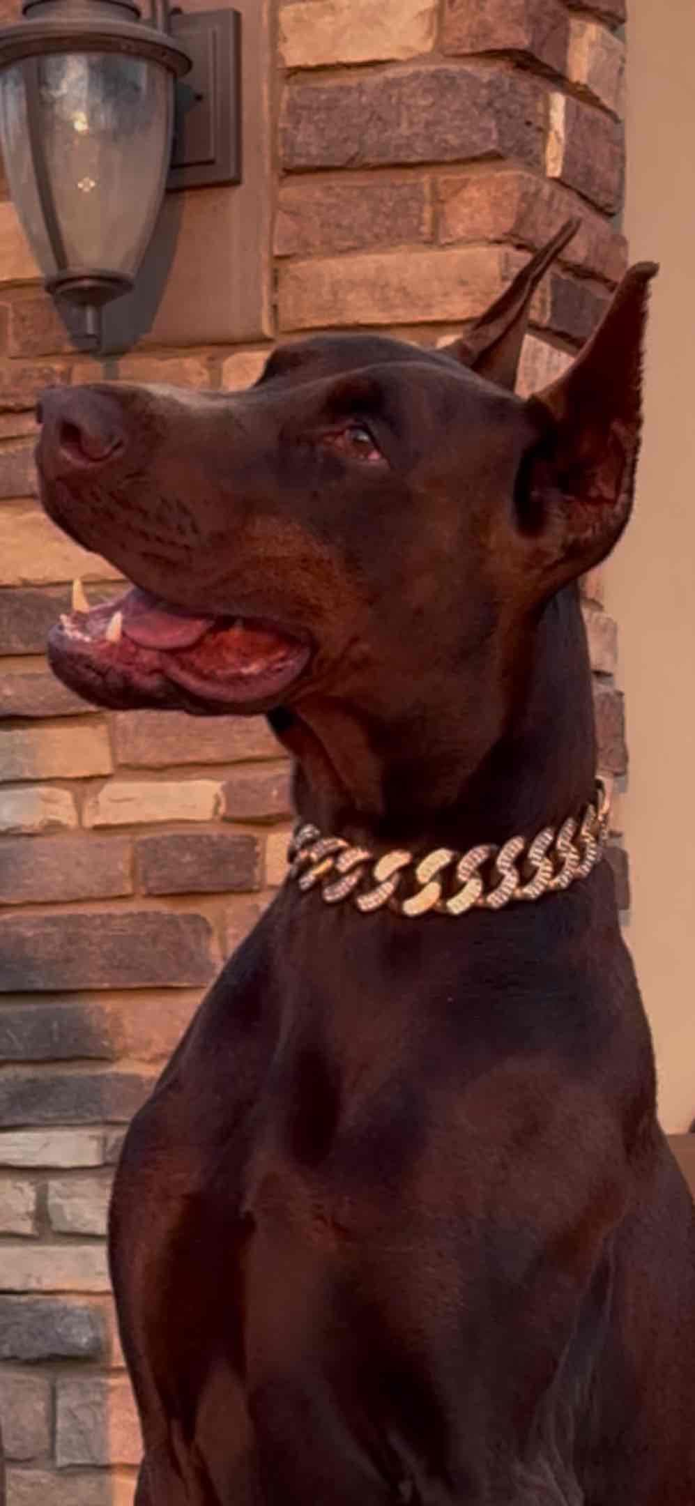 Doberman Pinscher Puppies breeder image 14