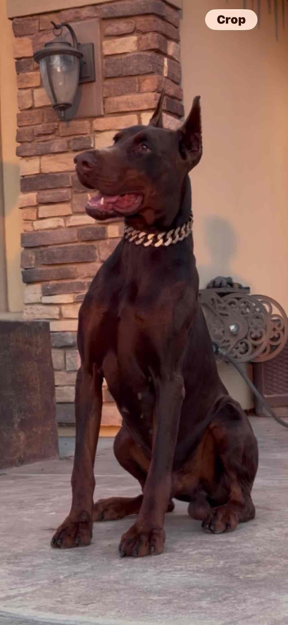 Doberman Pinscher Puppies breeder image 4