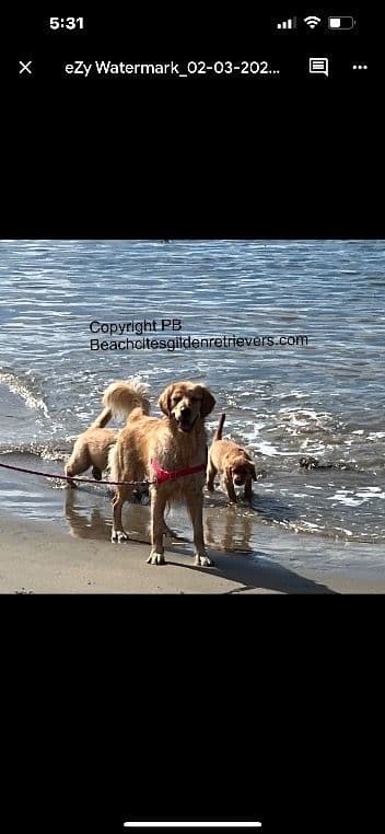 Dark Golden Retriever puppies breeder image 2