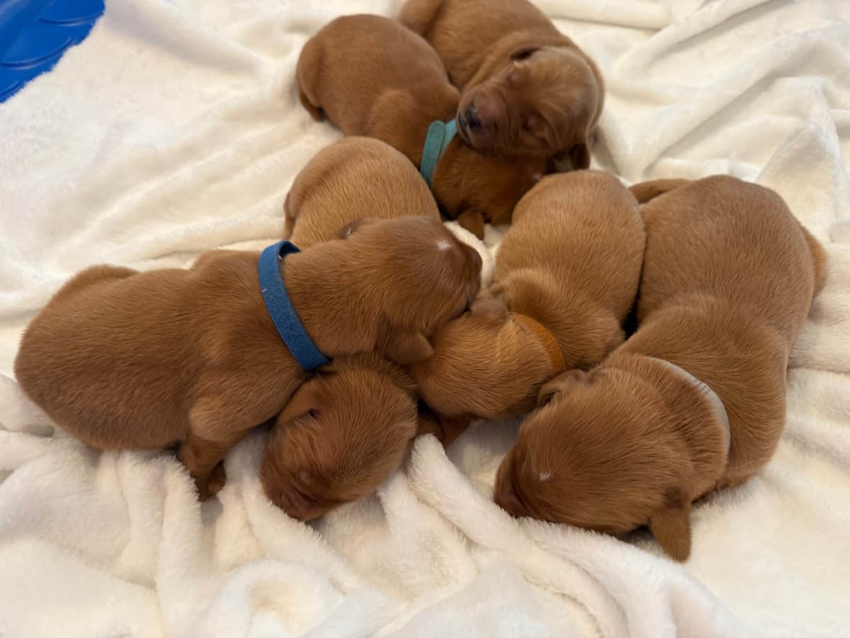 Dark Golden Retriever puppies breeder image 7
