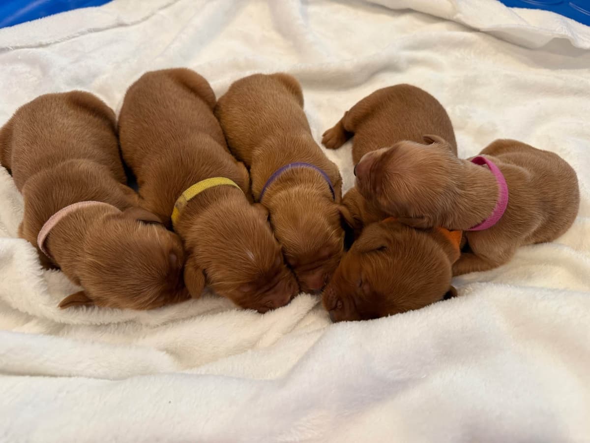 Dark Golden Retriever puppies breeder image 8