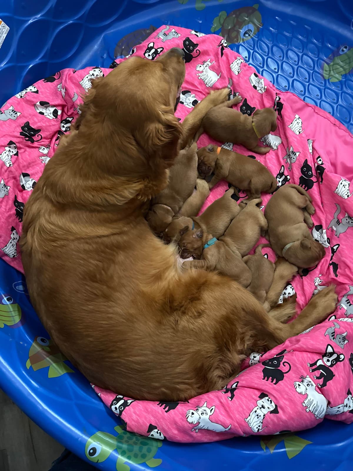 Dark Golden Retriever puppies breeder image 10