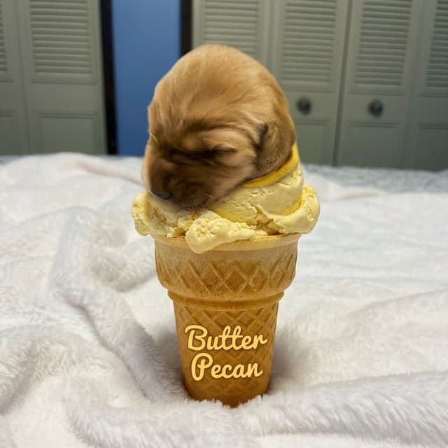 Dark Golden Retriever puppies media 6
