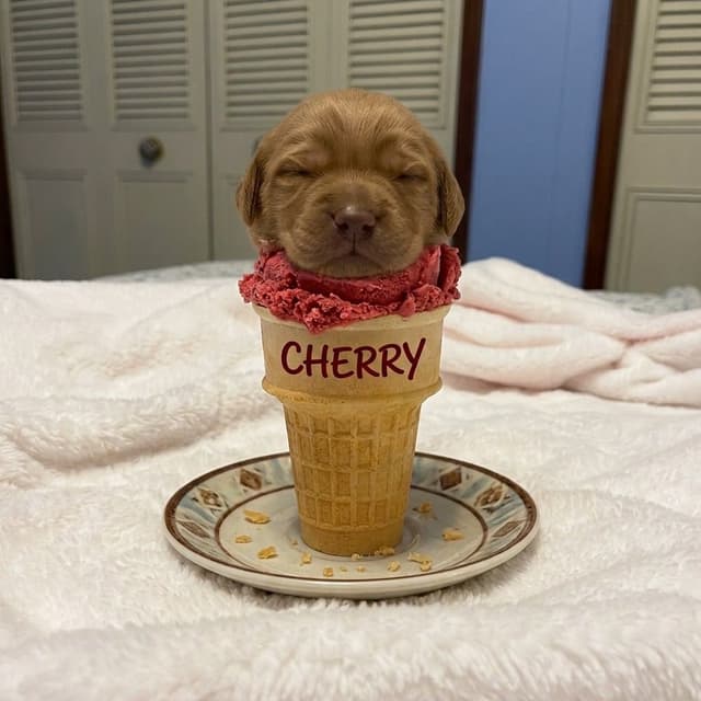 Dark Golden Retriever puppies media 8