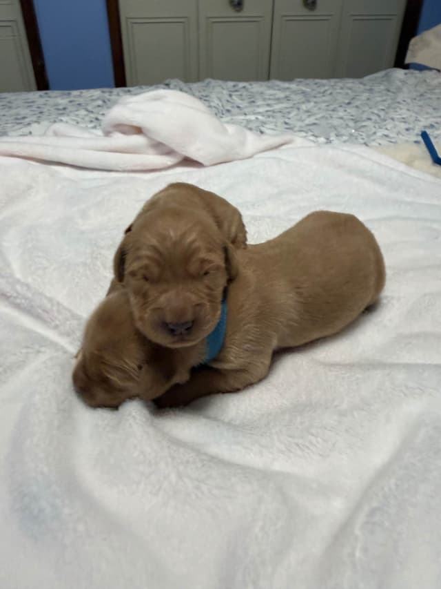 Dark Golden Retriever puppies media 11
