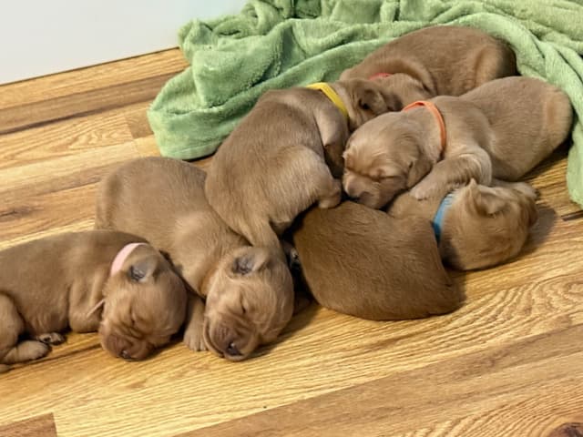 Dark Golden Retriever puppies media 12