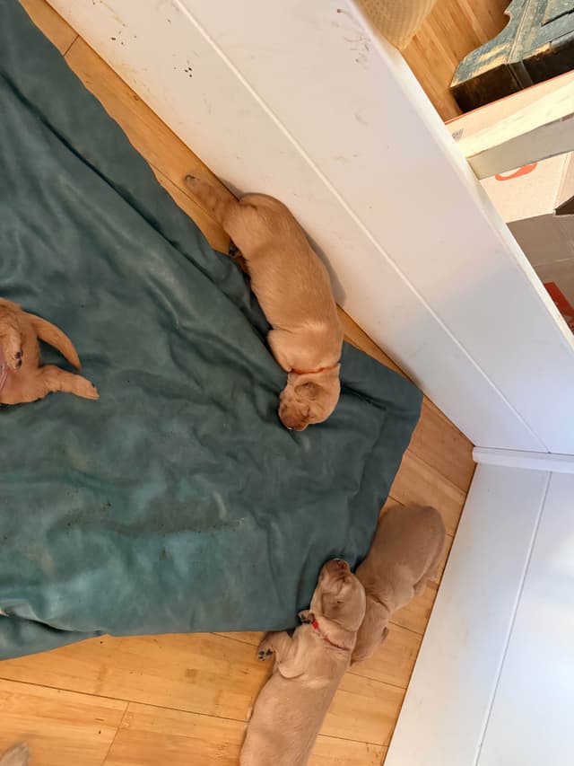 Dark Golden Retriever puppies media 13