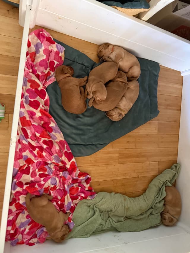 Dark Golden Retriever puppies media 14