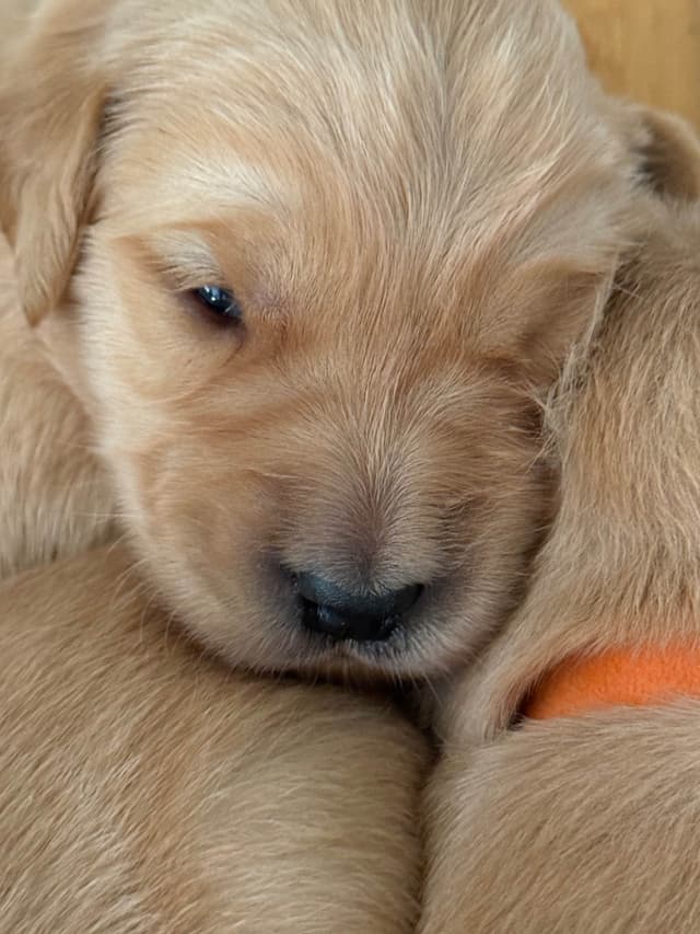 Dark Golden Retriever puppies media 15