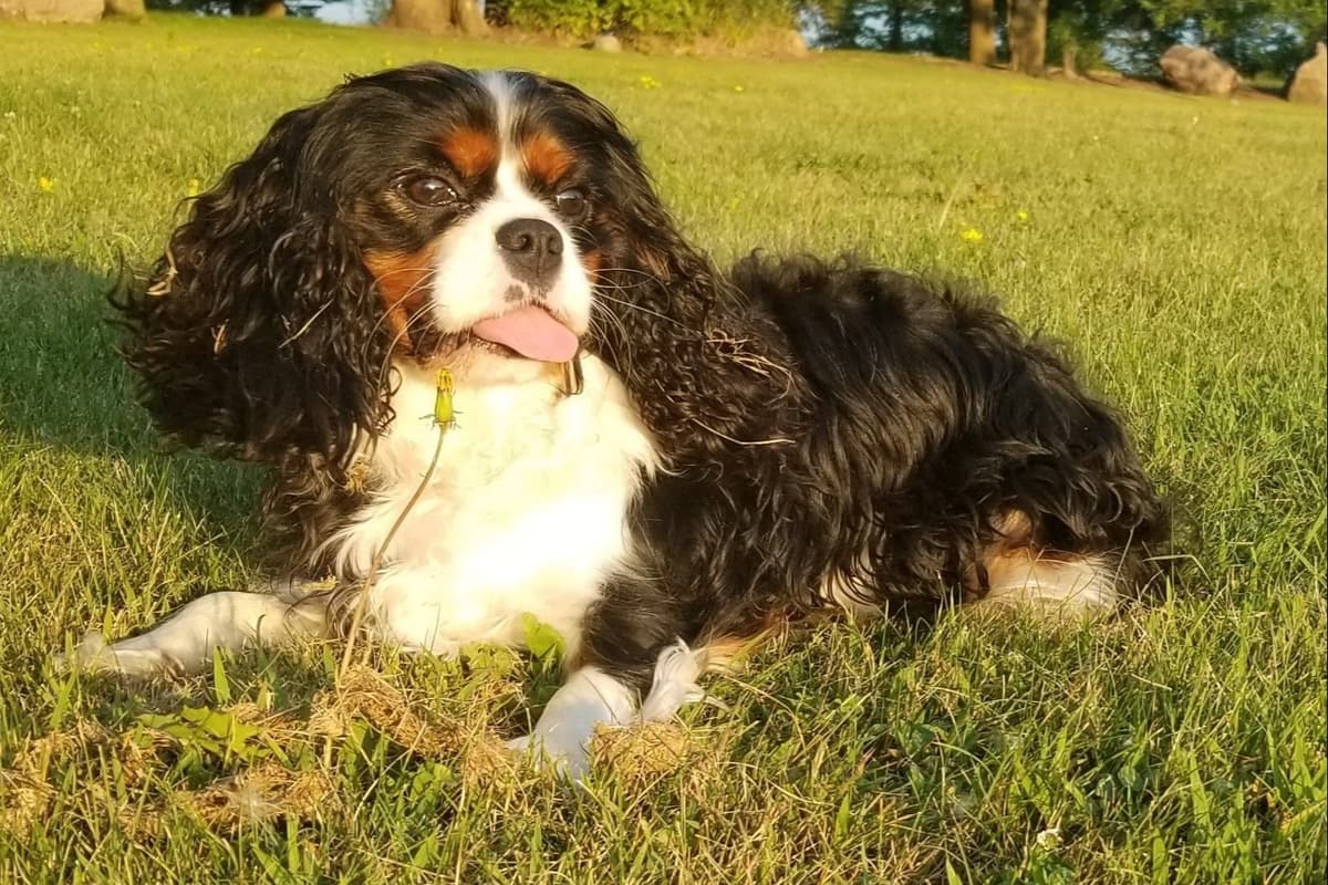 Cavalier King Charles Spaniel Puppies breeder image 1