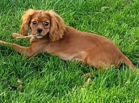 Cavalier King Charles Spaniel Puppies breeder image 3