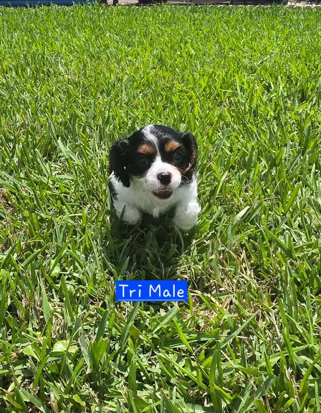 Cavalier King Charles Spaniel Puppies media 2