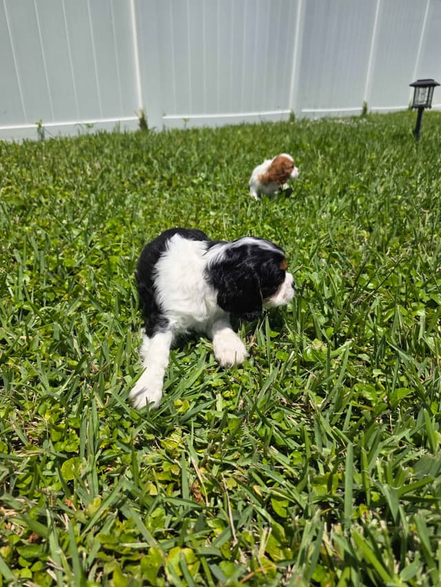 Cavalier King Charles Spaniel Puppies media 5