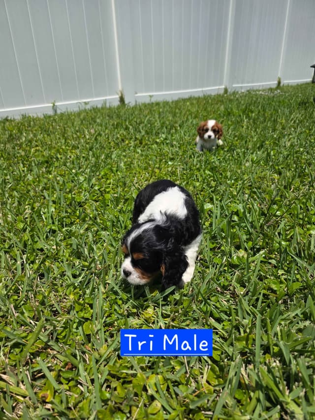 Cavalier King Charles Spaniel Puppies media 6