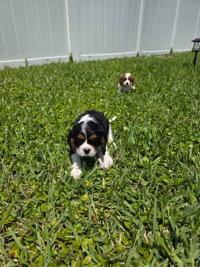Cavalier King Charles Spaniel Puppies media 7