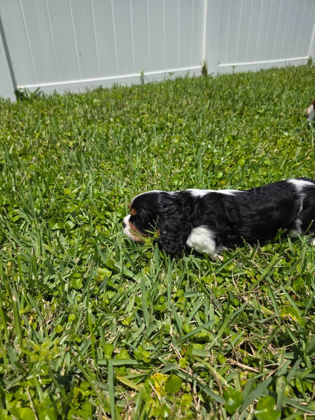 Cavalier King Charles Spaniel Puppies media 8