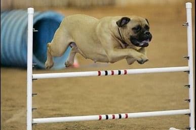 Bullmastiff Puppies breeder image 1